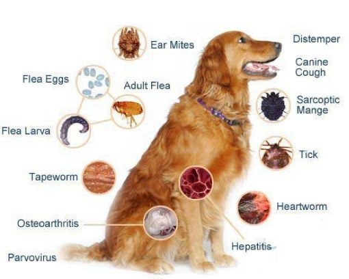 What is a typical puppy vaccine schedule?