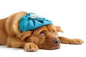 sick dog in pain