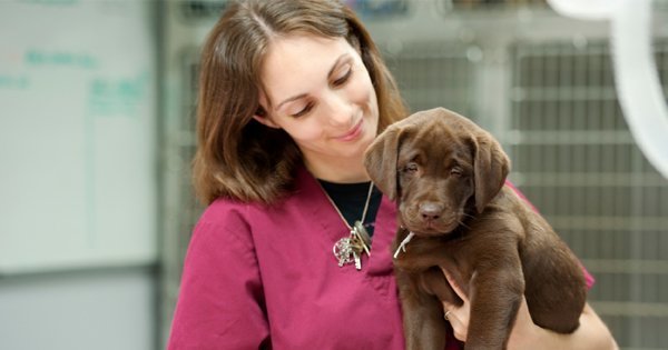 A vet assistant handling a cure puppy.