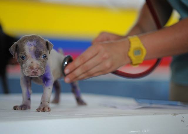 A vet tech checking the pulse of a pitbull puppy.