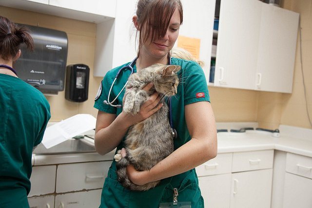 ACC student taking care of a sick cat.