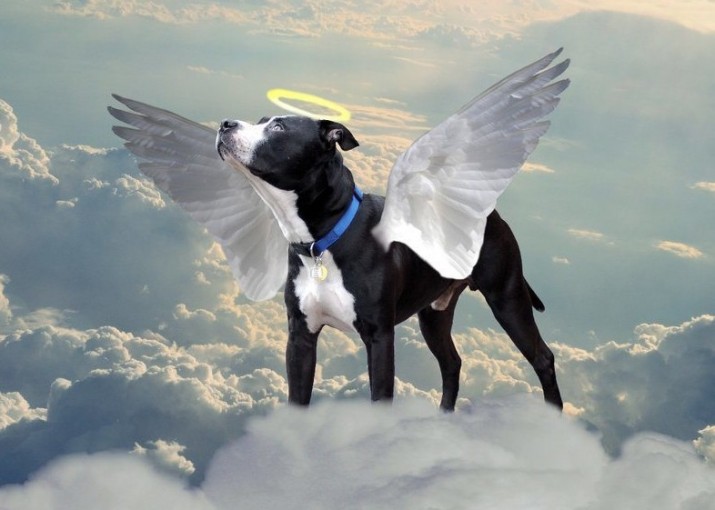 All Animals go to Heaven.
