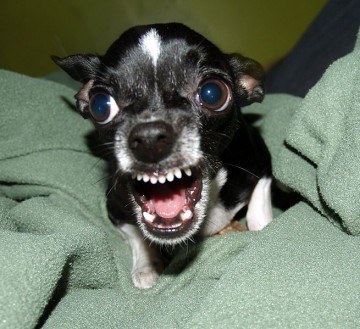 Watch out for the angry Chihuahua!
