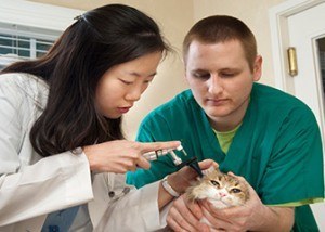 Cat hearing check at a local clinic.