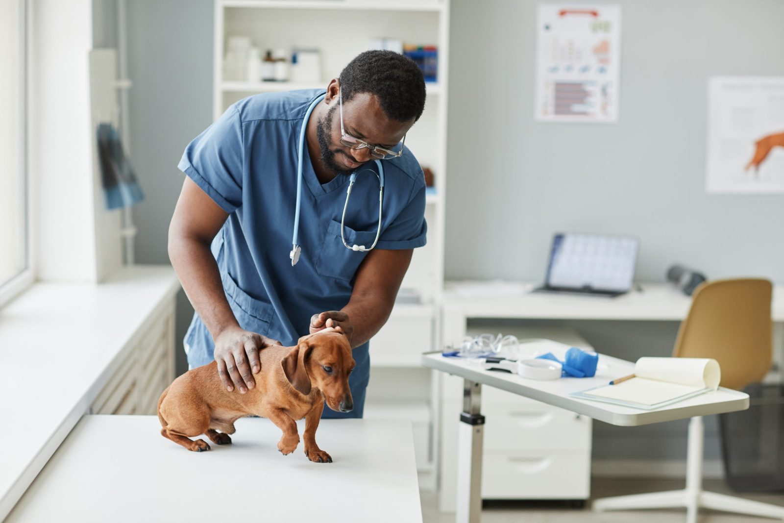 Veterinary Technician Salary How Much Does a Vet Tech Make a Year